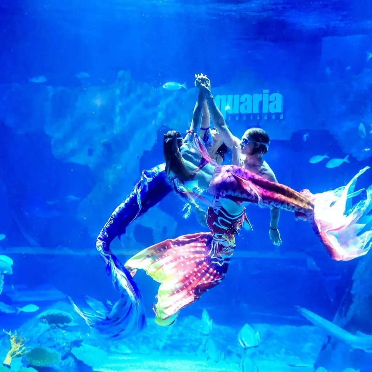 นักแสดงชุดนางเงือกโชว์ใต้น้ำในตู้ปลาขนาดใหญ่ที่ Aquaria ภูเก็ต